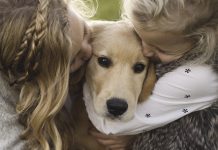 Best Dog Breeds for Your Family