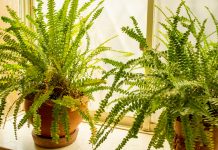 Best Fern Houseplants for Lush Indoor Foliage