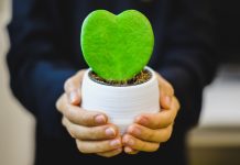 Coolest Houseplants Perfect for Your Plant Portfolio