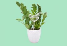 Gifts the Plant Lover in Your Life Absolutely Needs