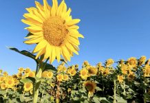 Sunflower Quotes to Inspire and Brighten Your Day
