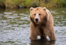 What Does It Mean if a Bear Is Your Spirit Animal?