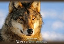 Wolf Spirit Animal Meanings Explained